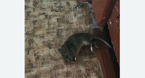 Дезинфекция от мышей в Новом Уренгое